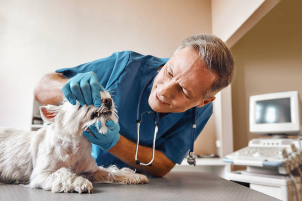Best Emergency Dental Extractions in Sackets Harbor, NY